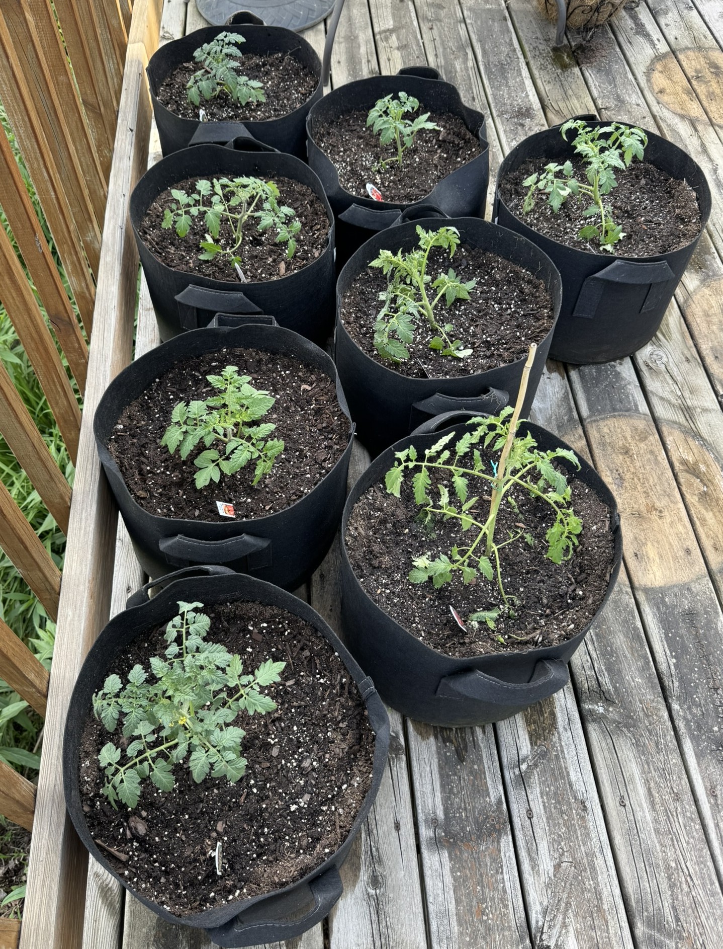 May 2026 Garden Update